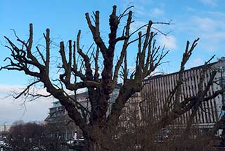 Baumpflege, Baum, pflegen, Schädlingsbekämpfung, Berlin